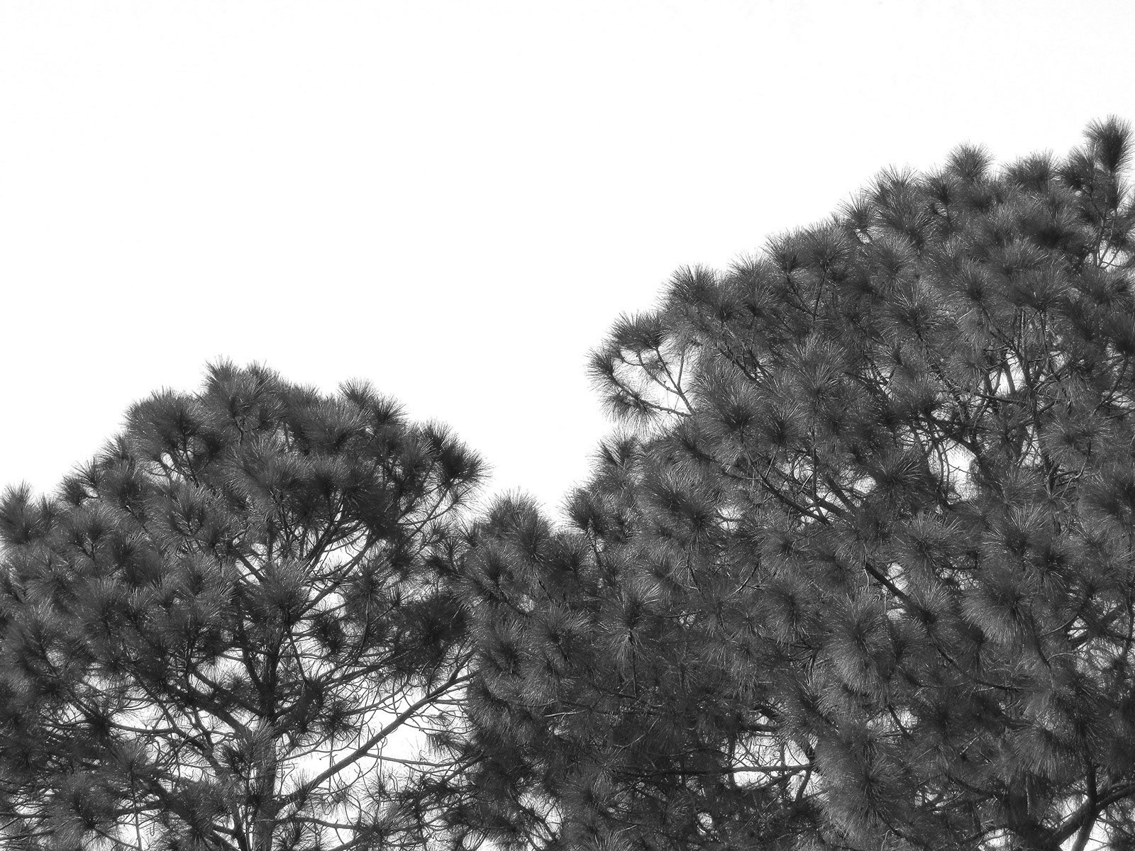 Monochrome pines representing discreet family company communication